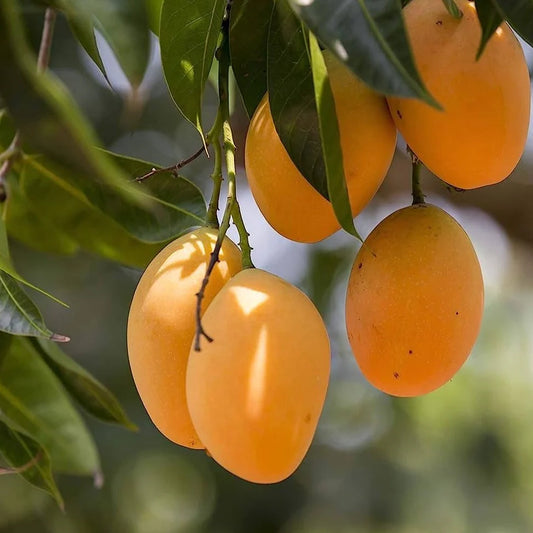 A Flavorful Journey through the World of Indian Organic Mangoes
