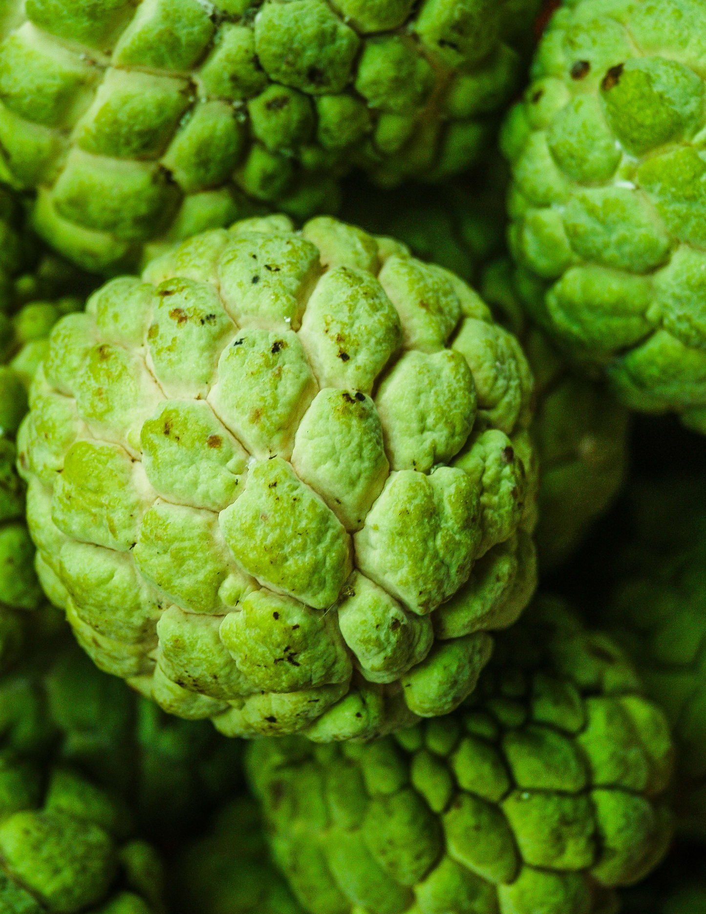 CUSTARD APPLE - SITAPHAL-SUGAR APPLE