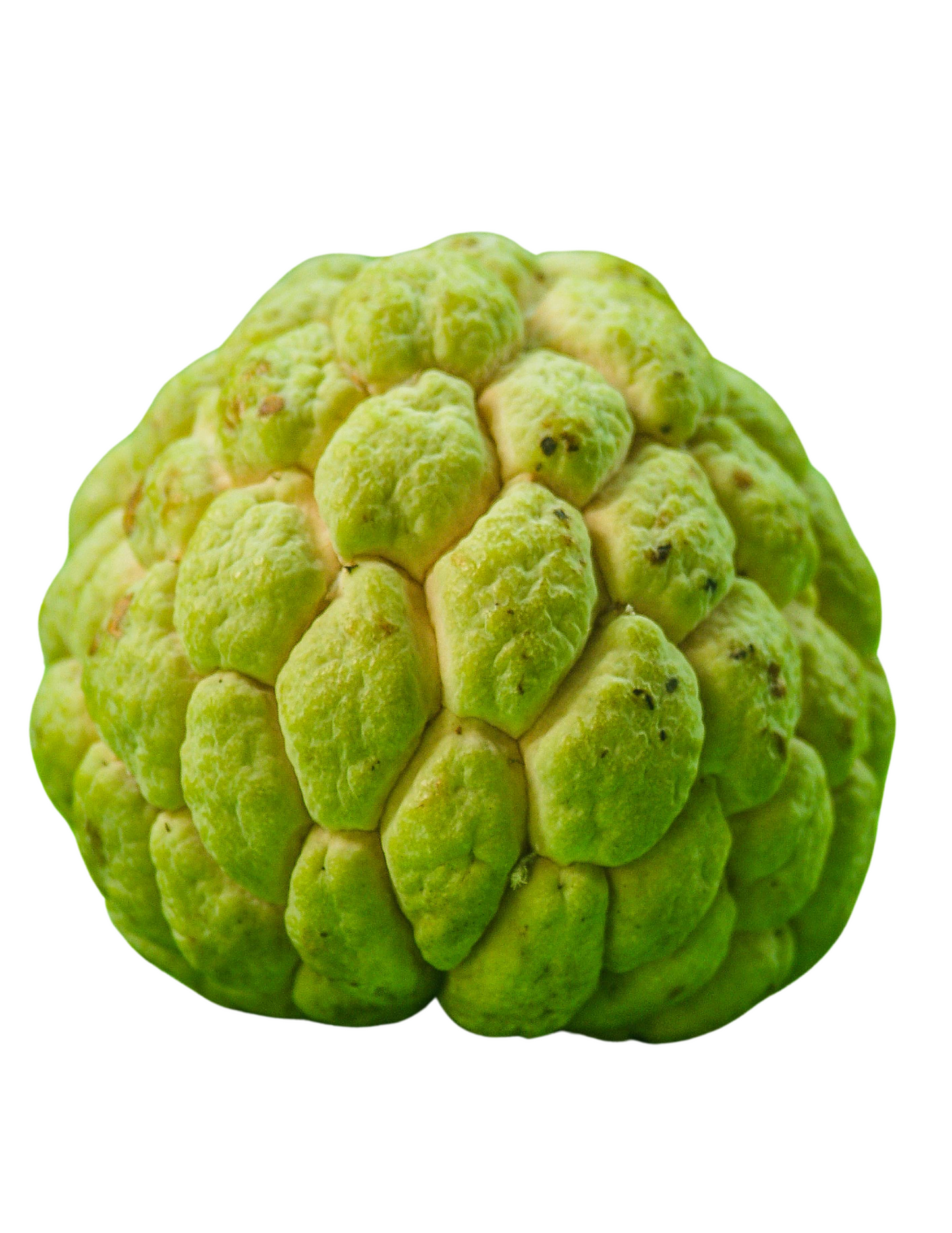 CUSTARD APPLE - SITAPHAL-SUGAR APPLE