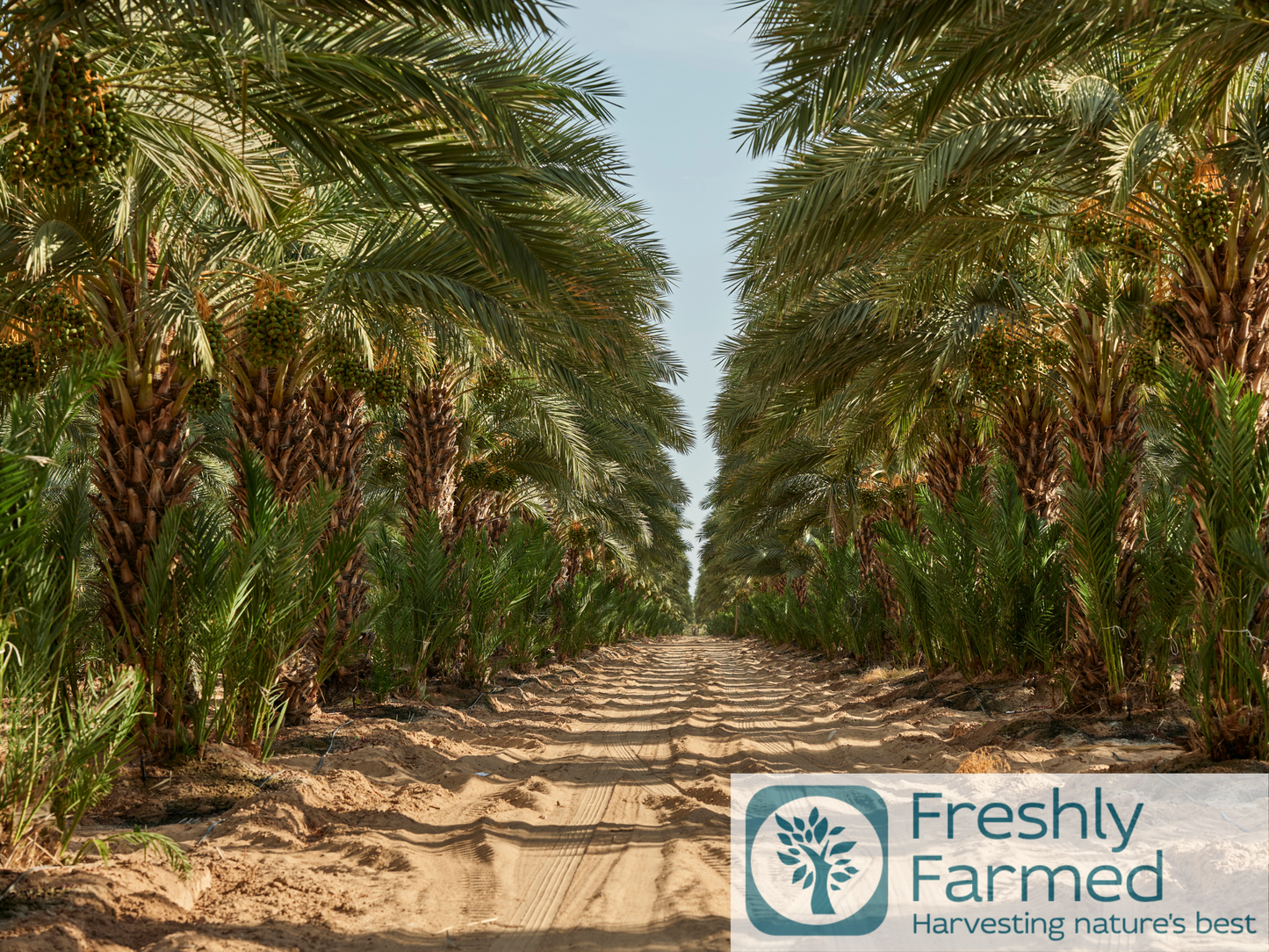 Organic California Medjool Dates - Whole, Fresh