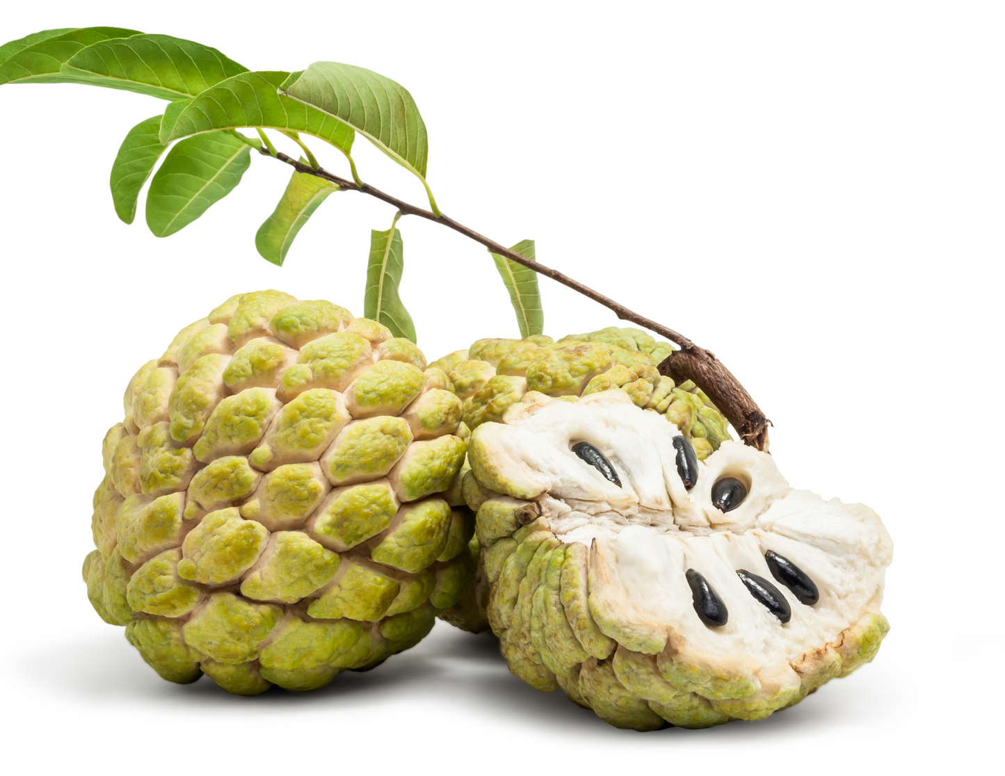 CUSTARD APPLE - SITAPHAL-SUGAR APPLE