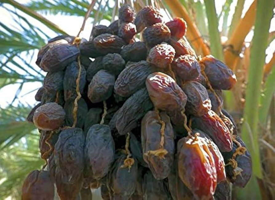 Organic California Medjool Dates - Whole, Fresh