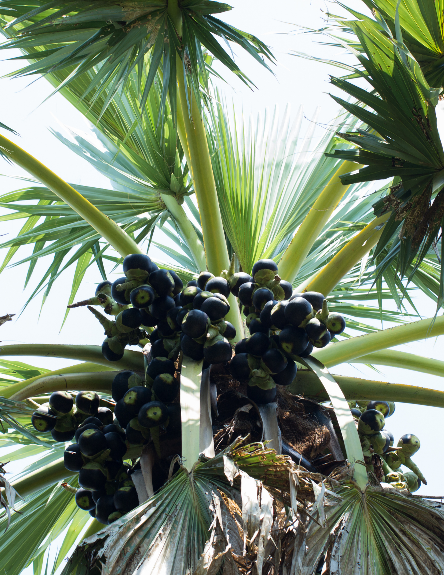 Ice Apple / ( Palmyra Palm Fruit ) / Thati Munjalu