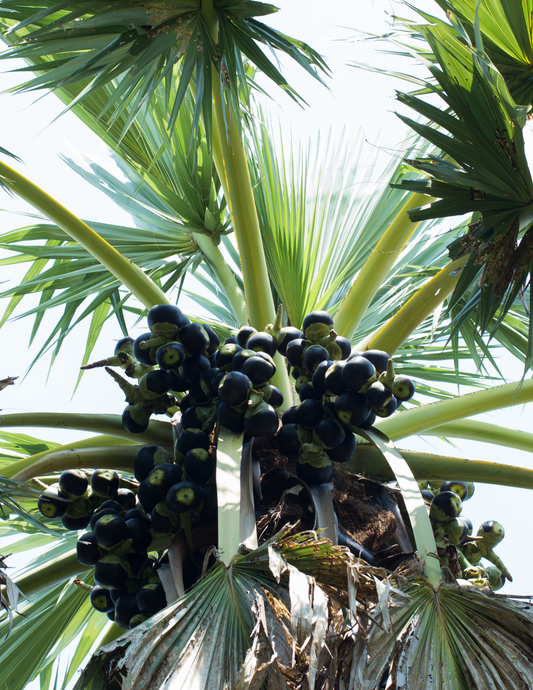 Ice Apple / ( Palmyra Palm Fruit ) / Thati Munjalu