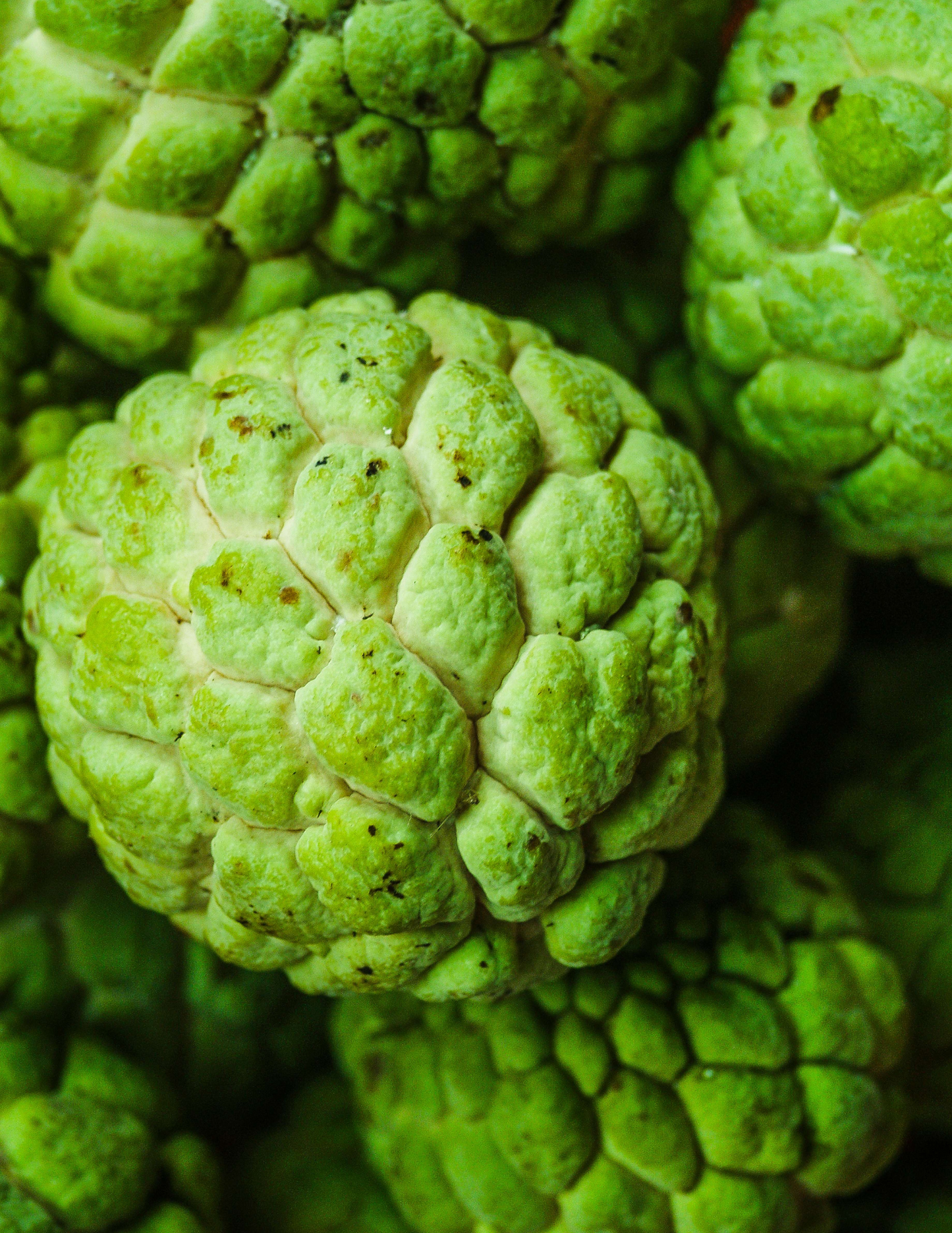 CUSTARD APPLE (SITAPHAL)