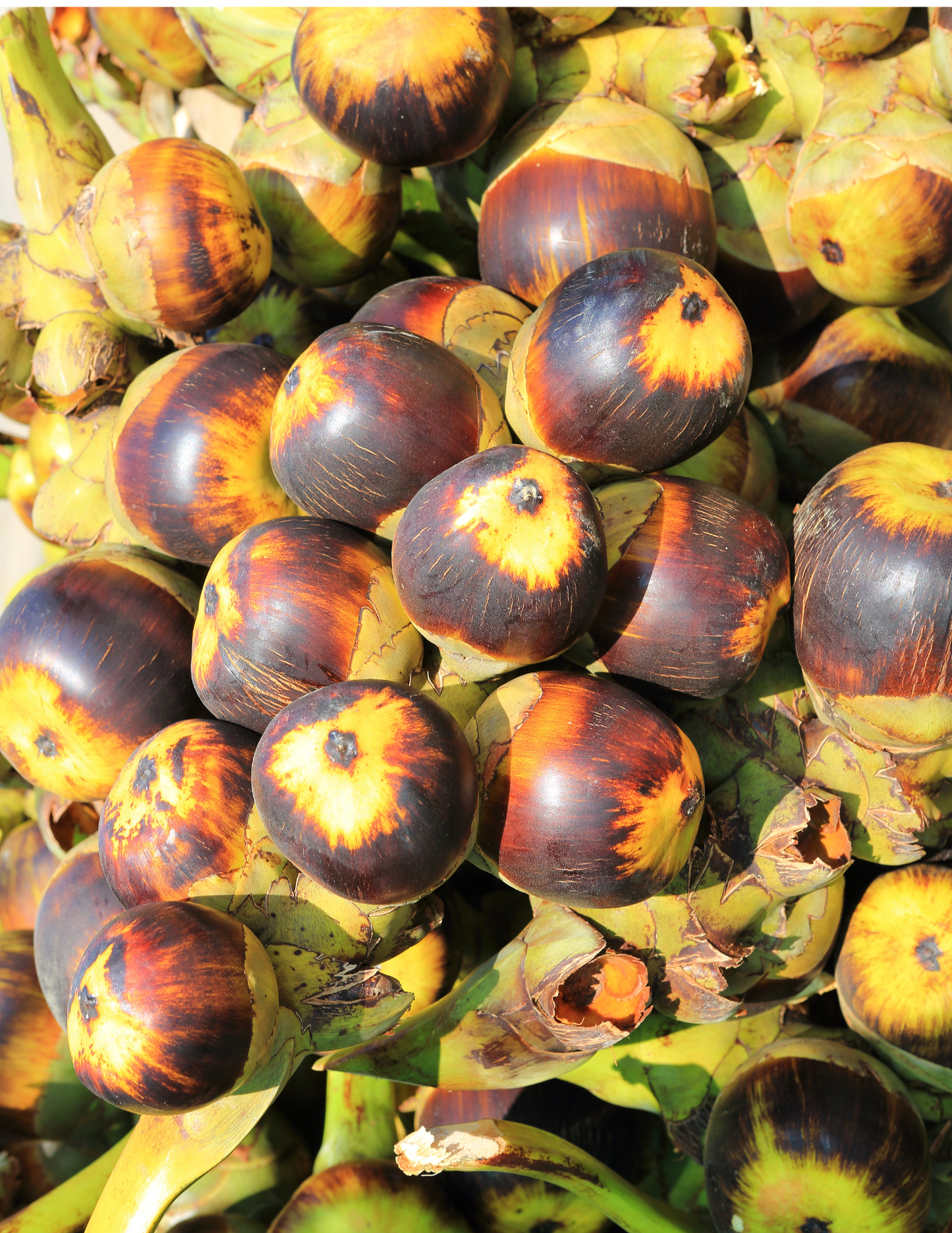 Ice Apple / ( Palmyra Palm Fruit ) / Thati Munjalu