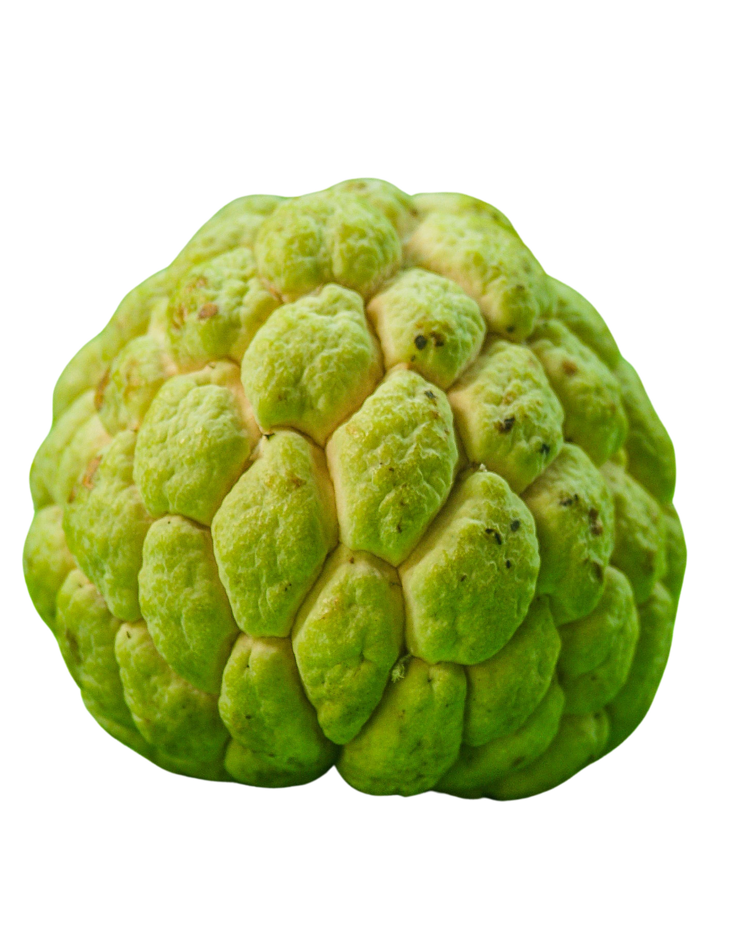 CUSTARD APPLE (SITAPHAL)